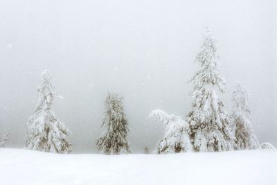 Frozen trees on landscape against clear sky