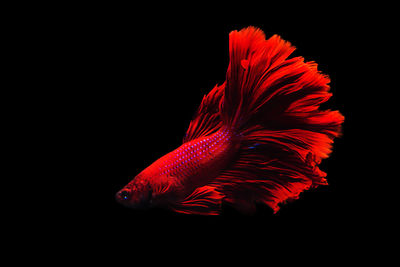 Close-up of red fish against black background