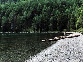 Scenic view of lake in forest