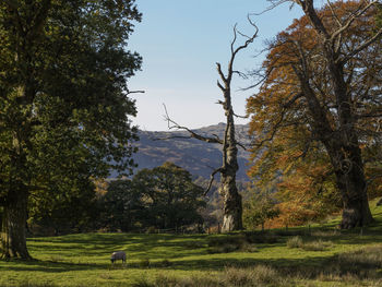 Trees on field against sky