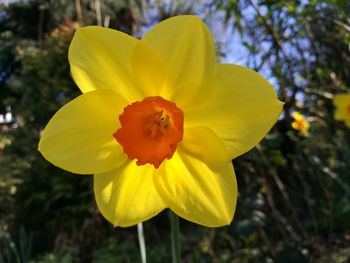 Close-up of yellow flower blooming outdoors