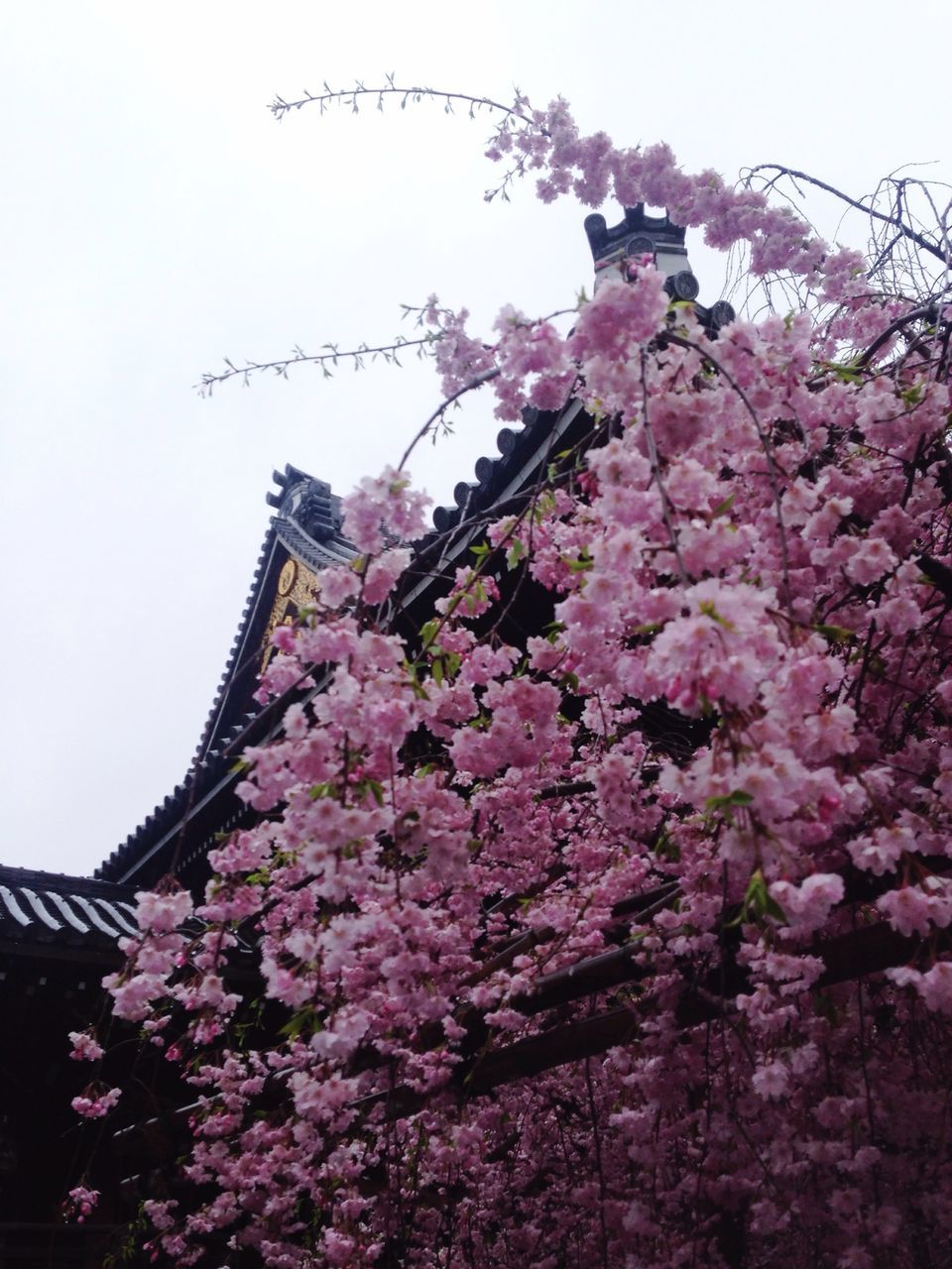 flower, low angle view, pink color, tree, building exterior, clear sky, architecture, built structure, freshness, branch, fragility, growth, cherry blossom, blossom, cherry tree, nature, beauty in nature, blooming, day, in bloom