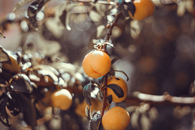 Close-up of fruits on tree