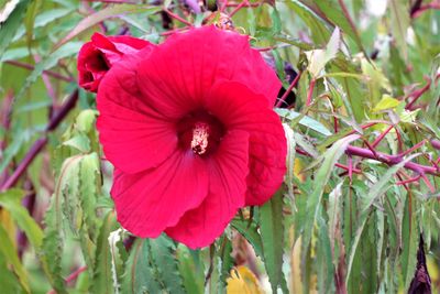 Close-up of red flowering plant