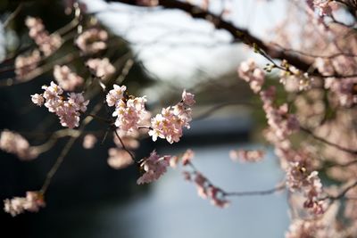 Close-up of cherry blossom tree