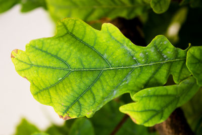 leaf