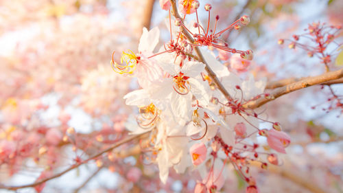 Close-up of cherry blossom tree