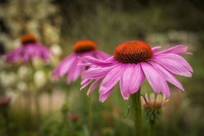 Close-up of purple coneflower blooming outdoors