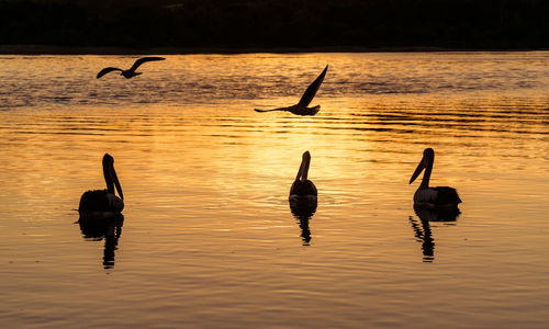 Silhouette birds in lake during sunset