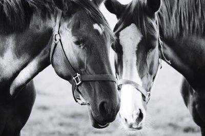 Horses in ranch