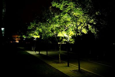 Image of illuminated trees at night