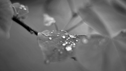 Close-up of water drops on leaf