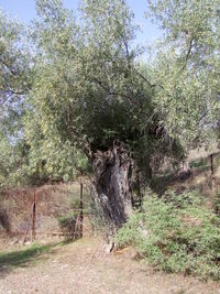 Plants growing on tree