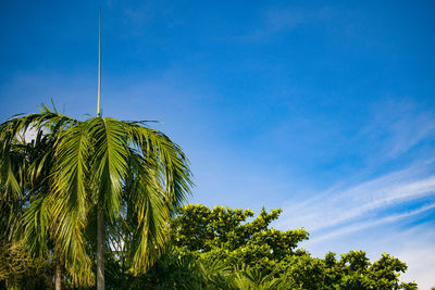 Low angle view of palm trees against blue sky