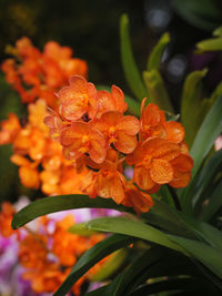 Close-up of orange flowering plant