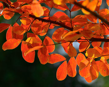 Close-up of orange tree