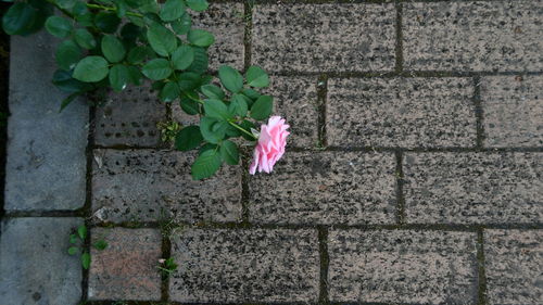 Close-up of pink flower against wall