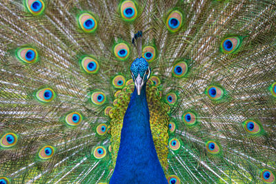 Male peacock displaying multicoloured, blue, green, gold, feathers in mating show fanned display