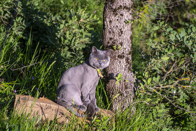 Cat on tree trunk