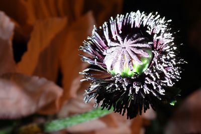 Close-up of purple flowering plant