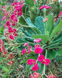 Close-up of pink flowers