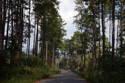 Empty road in forest