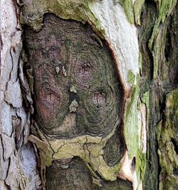 Close-up of tree trunk