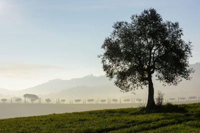 Scenic view of grassy field against sky