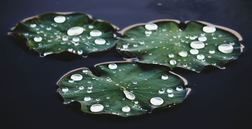 Close-up of water drops on leaves