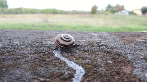 Close-up of snail on land