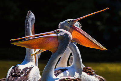 Close-up of birds