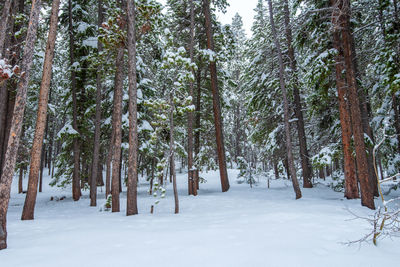 Trees on snow covered landscape