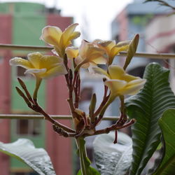 Close-up of yellow flowers growing on tree