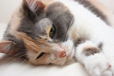 Close-up portrait of cat lying down