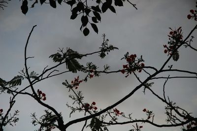 Low angle view of tree against sky