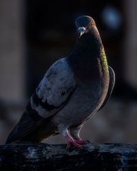 Close-up of pigeon