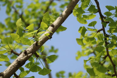 Low angle view of tree against sky