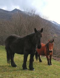 Horse standing in a field