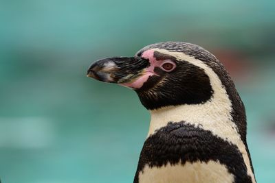 Close-up of penguin