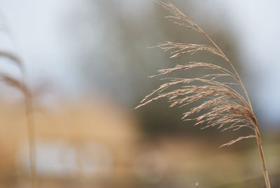 Close-up of stalks against blurred background