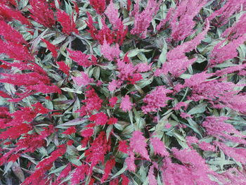 High angle view of pink flowering plants