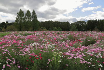 Purple flowering plants on field against sky