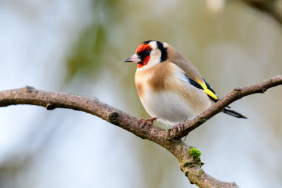 Close-up of bird perching on branch