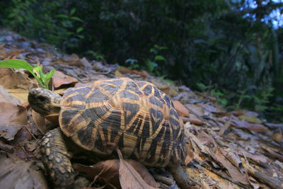 Close-up of a turtle in the ground