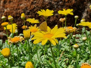 Close-up of yellow flowering plants