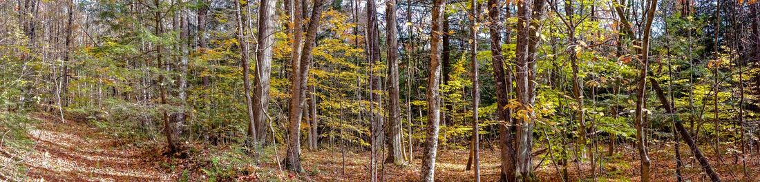 Pine trees in forest