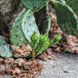 Close-up of plant growing outdoors