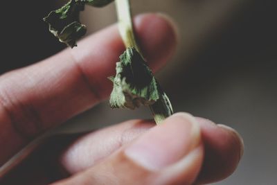 Close-up of hand holding dry leaves on twig