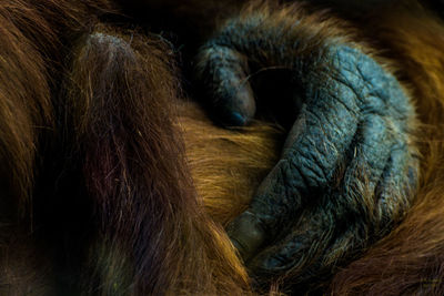 Close-up of a sleeping