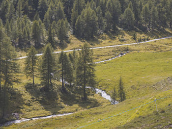 High angle view of pine trees in forest